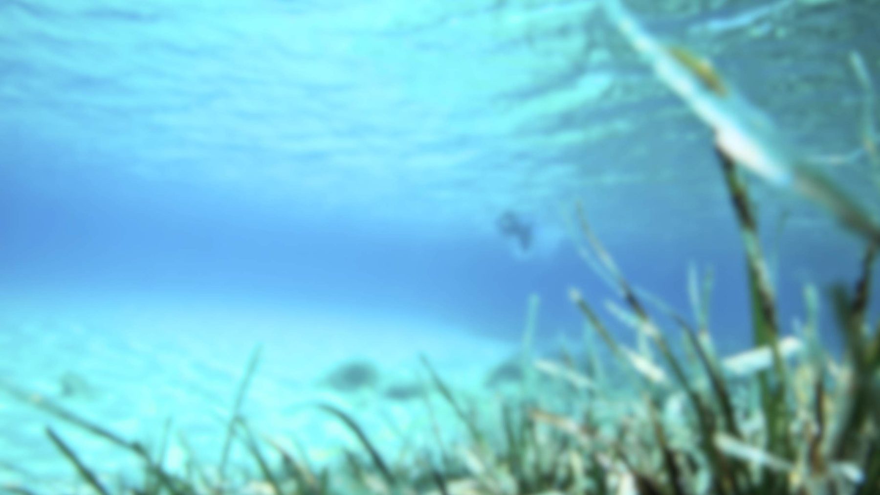 Underwater restoration