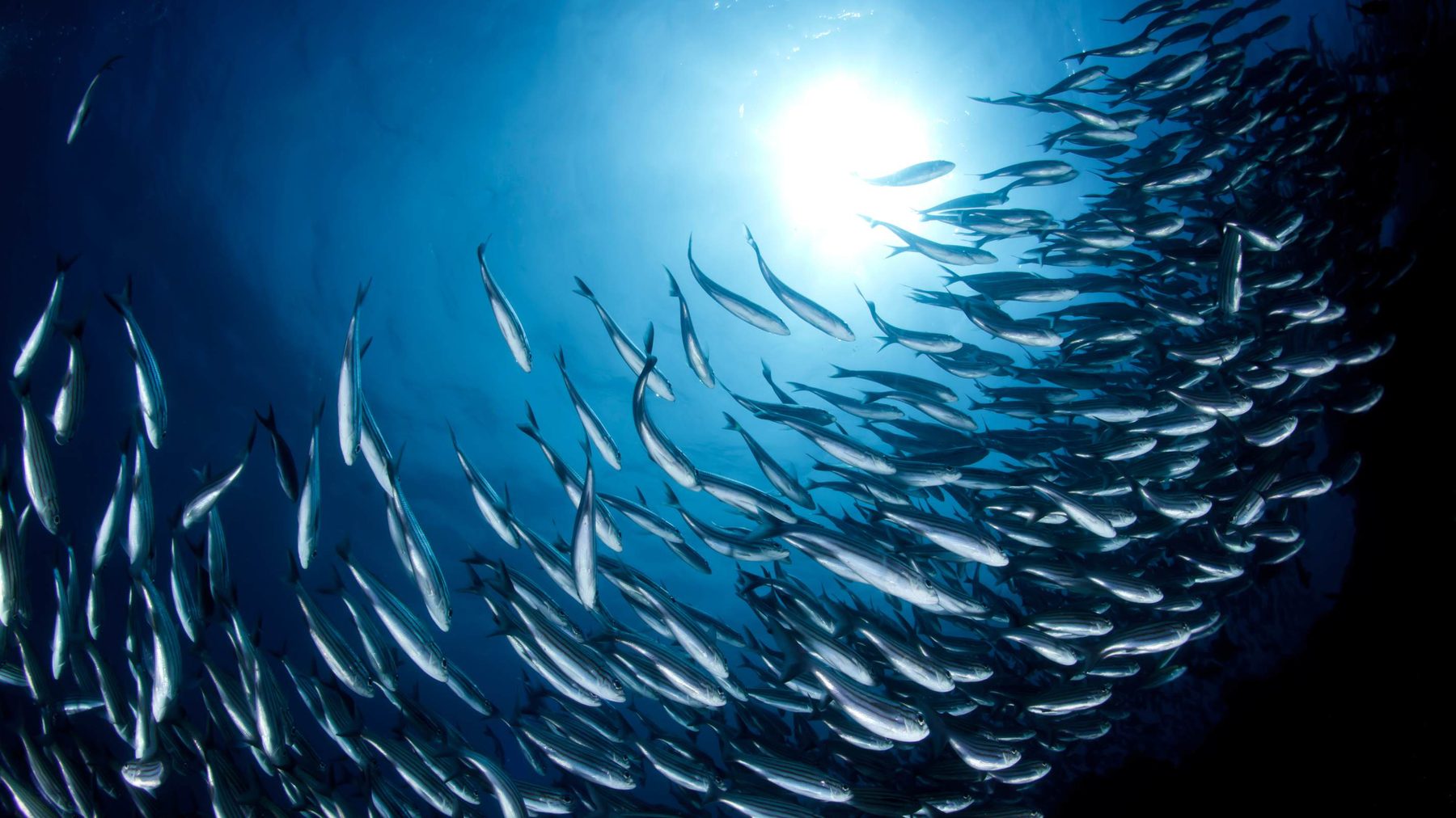 A large school of fish circling above a healthy reef