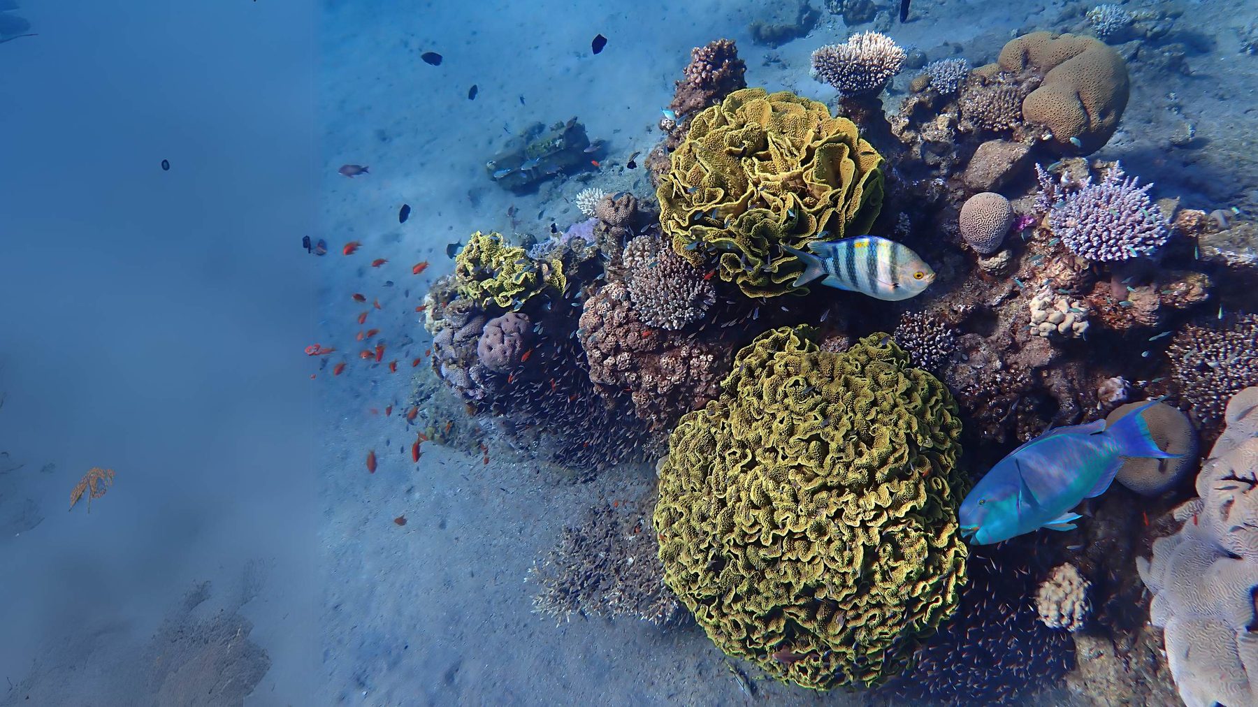 Reef biodiversity