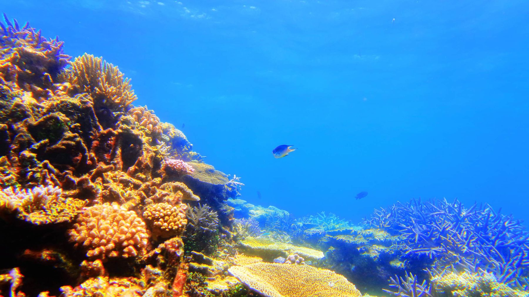 Colourful reef life growing on a marine structure